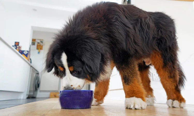 A giant-breed dog (Bernese Mountain Dog) eating out of a blue ceramic dog bowl in the kitchen. 