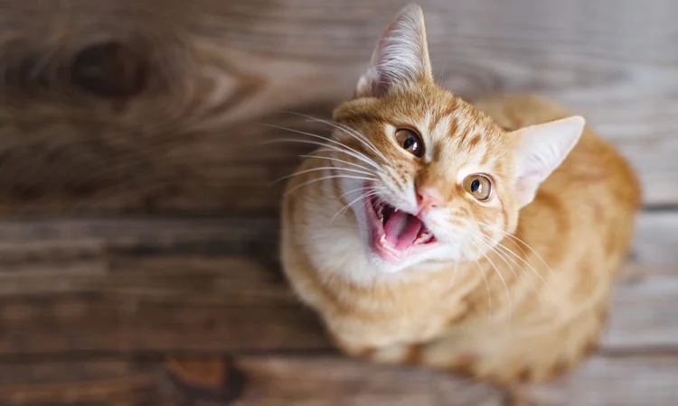 An above photo of a ginger cat meowing while sat on a wooden floor. 