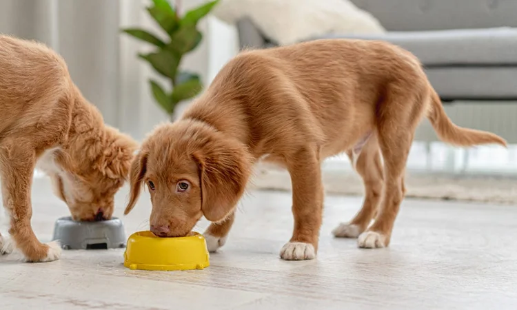 Duck Tolling Retriever Puppies Eating | Why puppy food is important