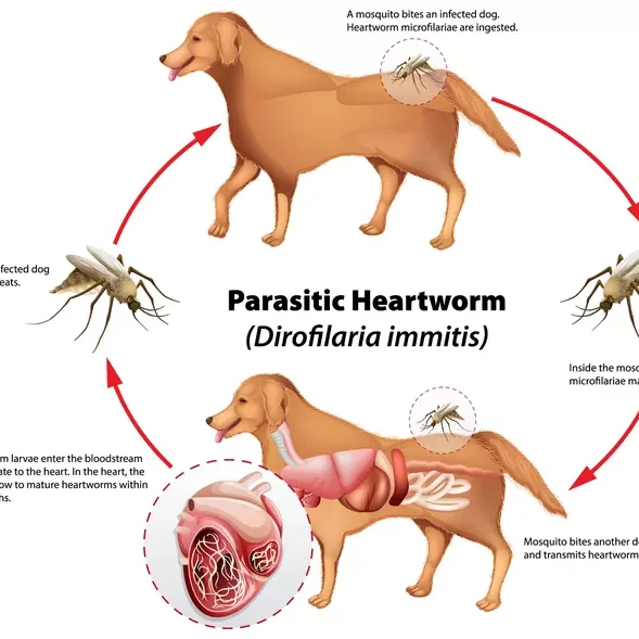 heartworm disease in dogs