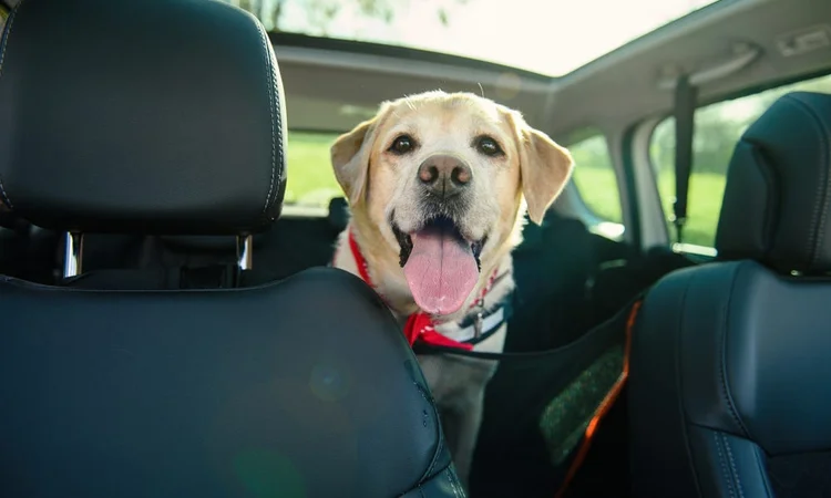 Labrador in the backseat of the car