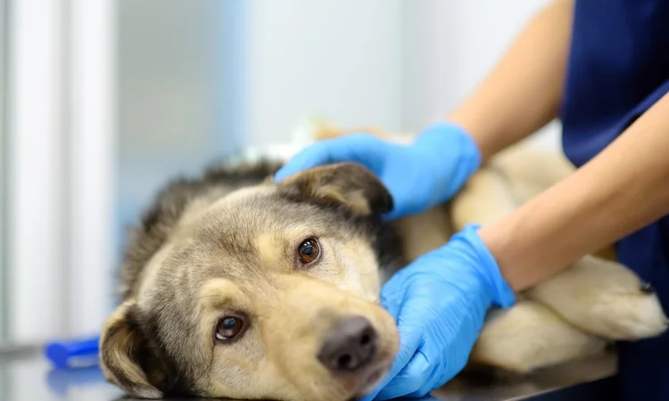 A large dog breed lying on a vet table while being examined by a vet wearing gloves to prevent the spread of parvo