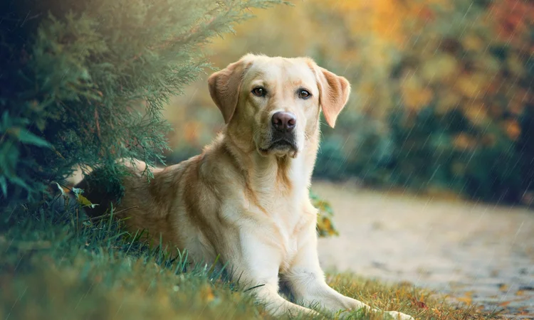 A yellow labrador lying under a fir tree beside a woodland path and looking at the camera.