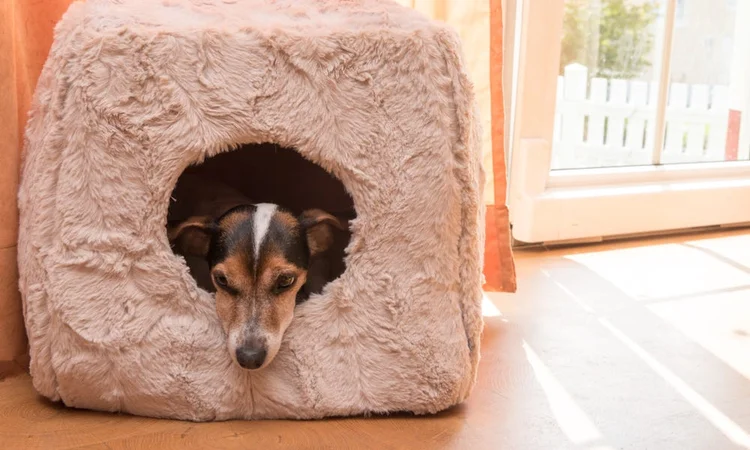 A Jack Russell Terrier poking their head out of the opening of their cave dog bed