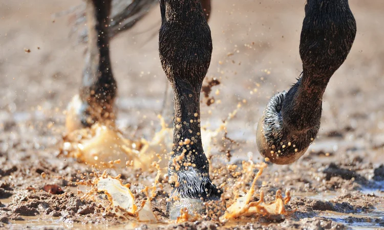 A close up of a black horse's hooves as they walk through a wet and muddy puddle