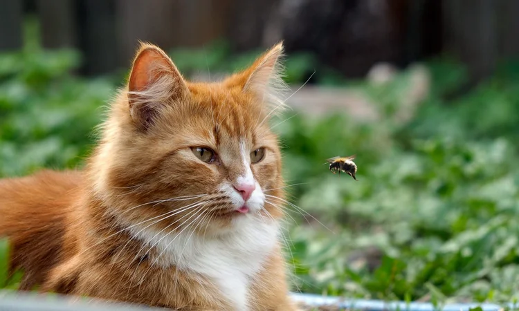 A white and tan long-haired cat lying in the garden nose to nose with a bee.