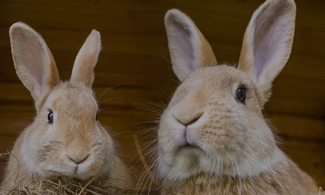 Two light brown rabbits in a hutch together 
