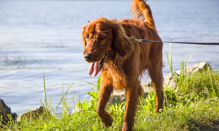 A reddish Golden Retriever walking happily on a lead next to a lake. 