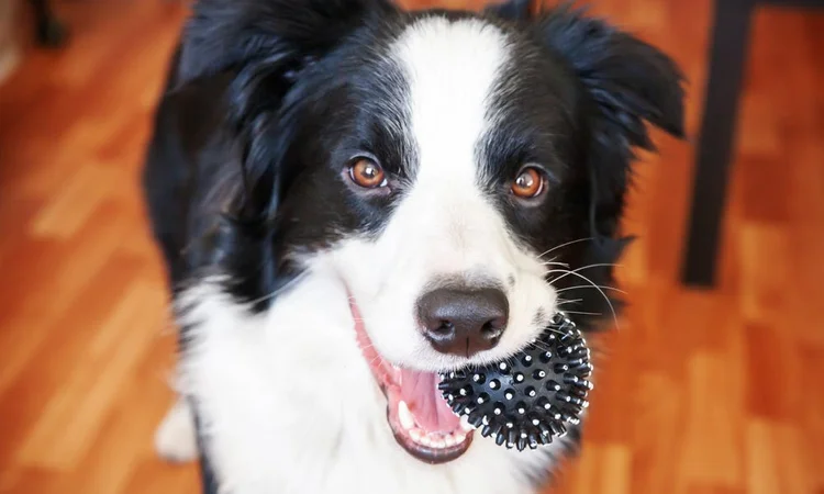 An excited border collie holding a toy in their mouth ready to play