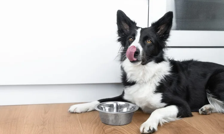 Adult Border Collie finishing their food | What age should dogs eat adult food?
