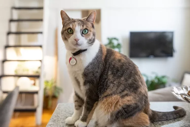 Calico cat sitting on countertop with white, brown and orange fur