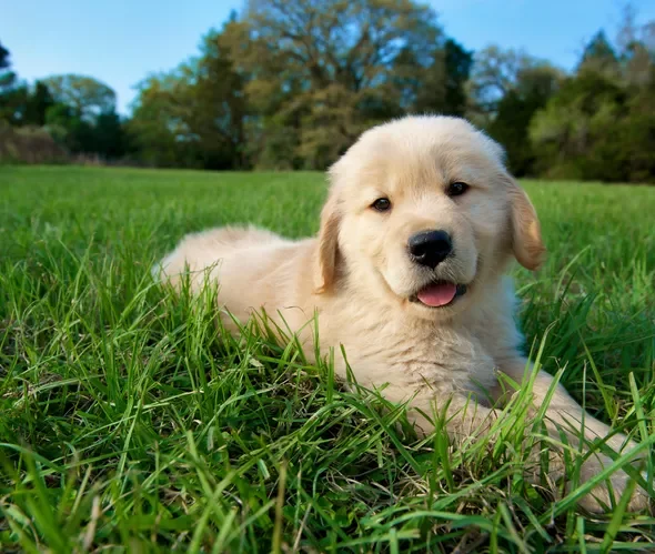 What It Means If You Find Worms in Your Dog's Poop