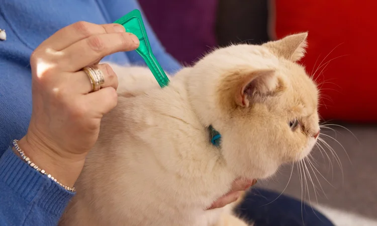 An older woman treating her cream short-haired cat being with a green pipette of Frotnline flea treatment