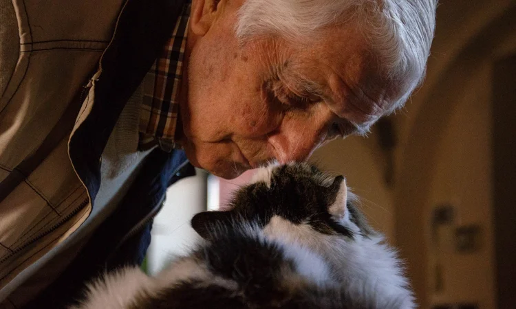 An elderly male owner checking in on his black and white domestic long-haired cat. 