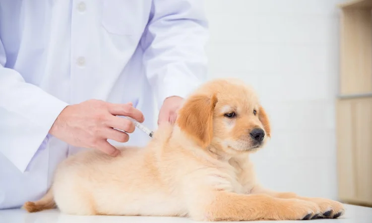 Puppy getting their primary course of vaccinations
