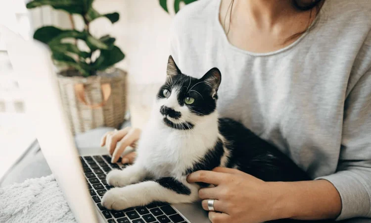 A female owner shopping on her laptop while her black and white cat lies across the keyboard