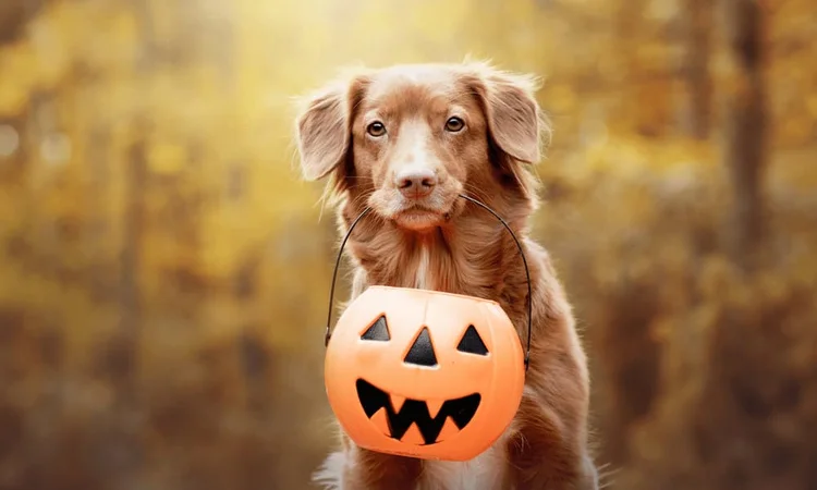 A Nova Scotia Duck Tolling Retriever sitting outside in Autumn holding a pumpkin bucket in its mouth