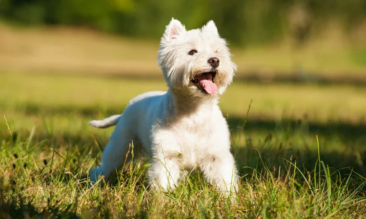 A happy and healthy West Highland White Terrier on a walk in an open field