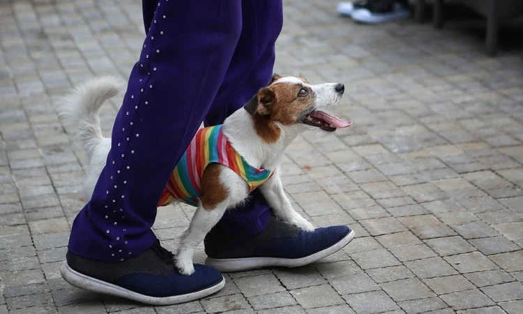 A Jack Russel in a rainbow striped harness balanced on their owners feet looking up at them expectantly