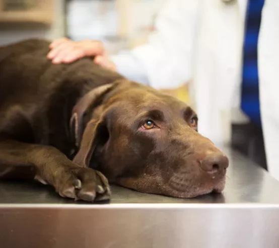 Vet and Labrador retriever