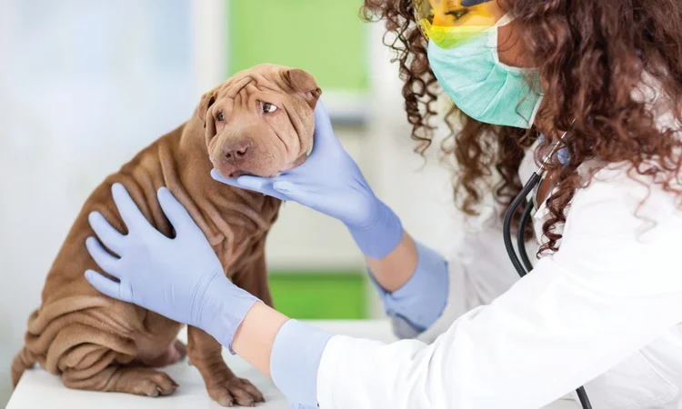A nervous sharpei puppy sat on an examination table while a femlae vet wearing a face mask examines them.
