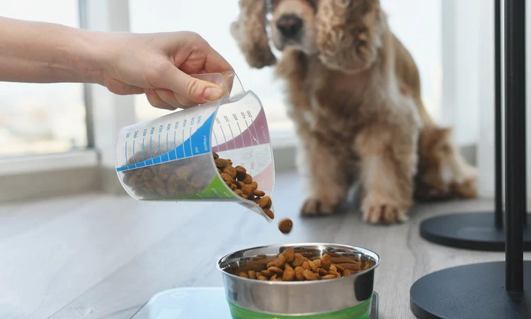 An unimpressed beige cocker spaniel watching their owner fill their bowl with biscuits from a measuring jug
