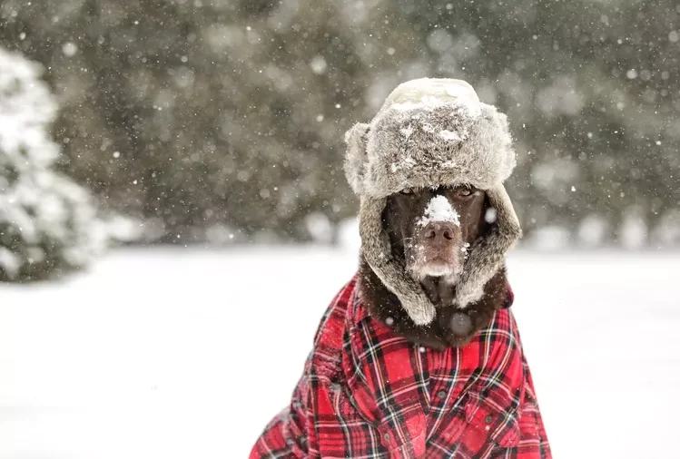 Chocolate Labrador Dog wearing a musher hat and red shirt in the snow
