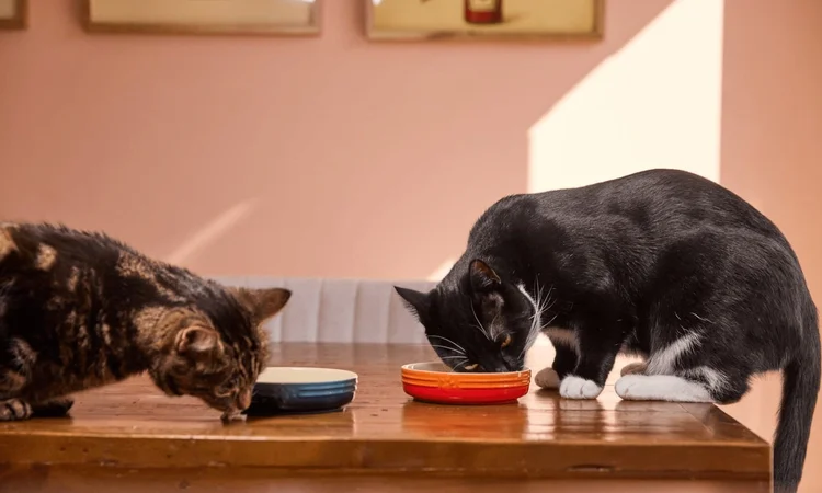 A tabby ca eating from a blue bowl on a dining table while a black and white cat eats from an adjacent orange bowl