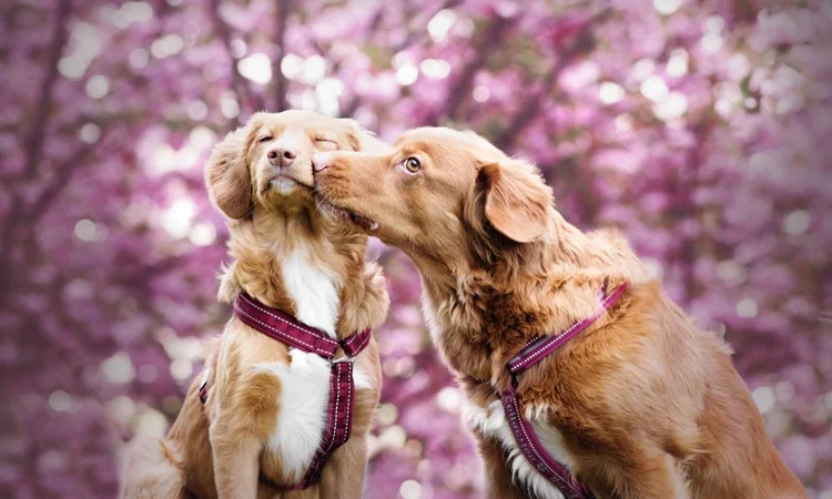 Two Novascotia Duck Tolling Retrievers sharing a kiss with blossoms in the background