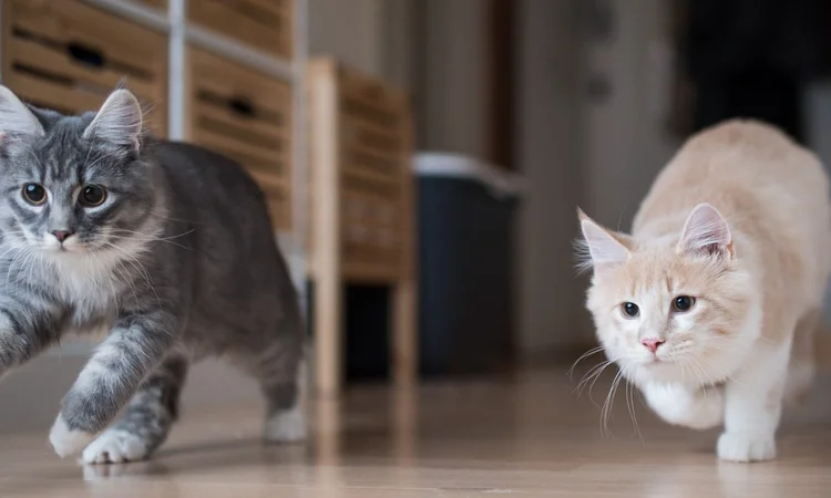 A grey longhaired tabby cat and a white and ginger long hair cat running down a hallway together