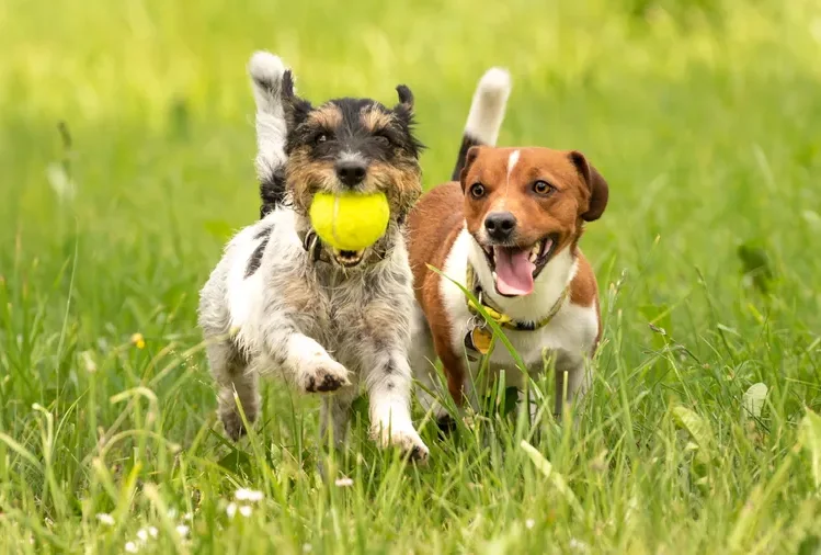 Two dogs running through grass one carrying a tennis ball in its mouth