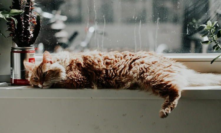 A long-haired tabby cat lying on a windowsill next to a potted cactus.