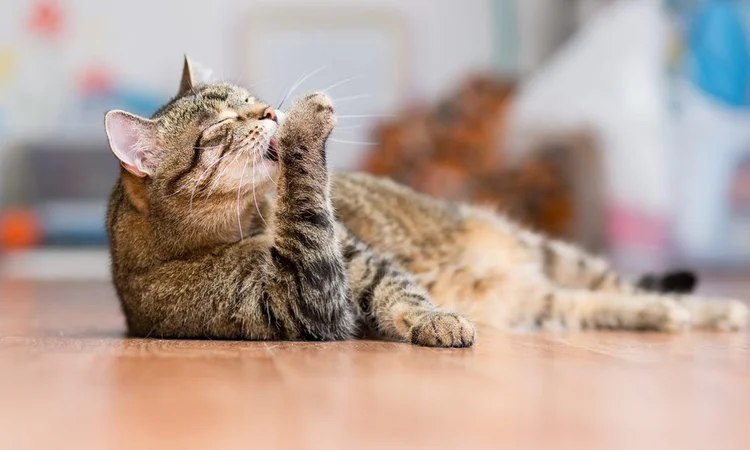 Tabby cat grooming their paw