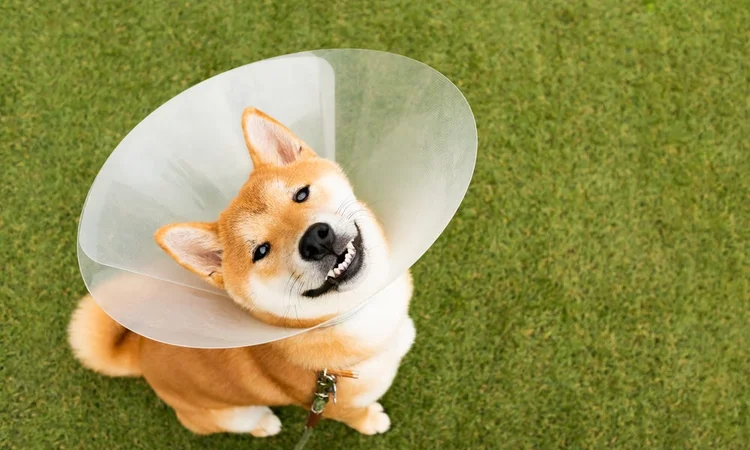 A smiling Shiba inu dog wearing a recovery cone in the garden