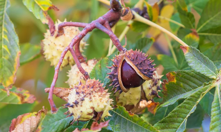 A close up of a ripe conker still hanging on a branch with a split shell.